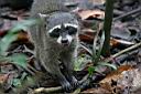 Img_7452u-myval americky-northern raccoon.jpg
